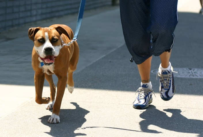 Train dogs to bark